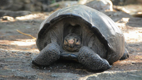 Fernandina Giant Tortoise, thought to have been extinct for ~113 years - Sputnik International