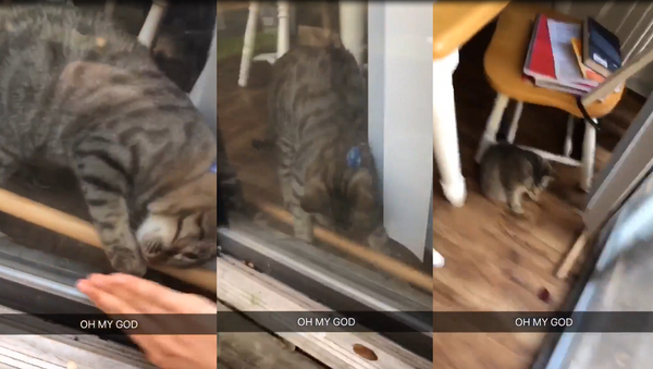 Clever Kitten Lends a Paw After Owner Gets Locked Out - Sputnik International