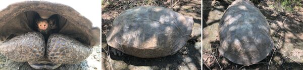 Fernandina Giant Tortoise, thought to have been extinct for ~113 years - Sputnik International