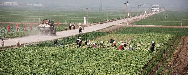 Migok Farm. Sariwŏn, North Korea Migok Farm. Sariwŏn, North Korea - Sputnik International