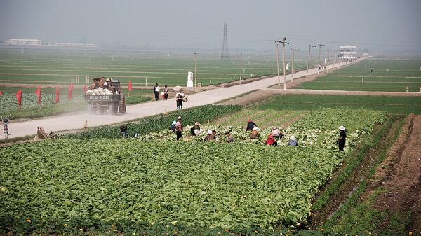Migok Farm. Sariwŏn, North Korea - Sputnik International
