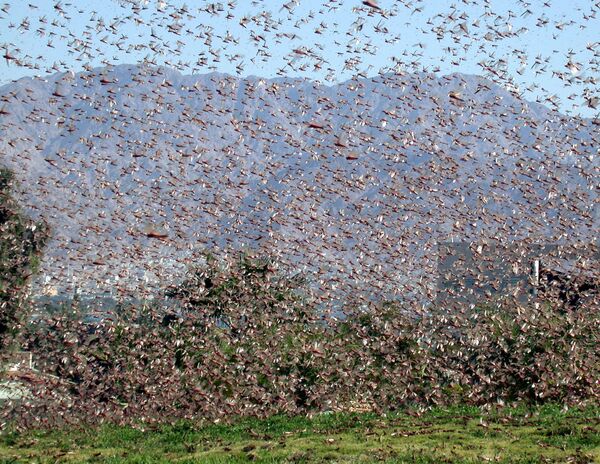 Plague Alert: Swarms of Voracious Locusts Predicted Heading for Middle East - Sputnik International