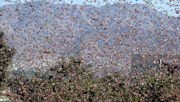 A swarm of locust is seen in the southern Israeli city of Eilat, in the Red Sea, Sunday Nov. 21, 2004.  - Sputnik International
