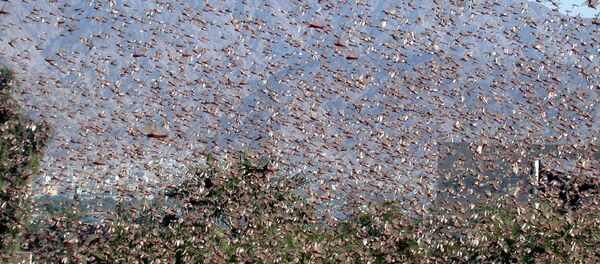 A swarm of locust is seen in the southern Israeli city of Eilat, in the Red Sea, Sunday Nov. 21, 2004. A swarm of locust is seen in the southern Israeli city of Eilat, in the Red Sea, Sunday Nov. 21, 2004. - Sputnik International