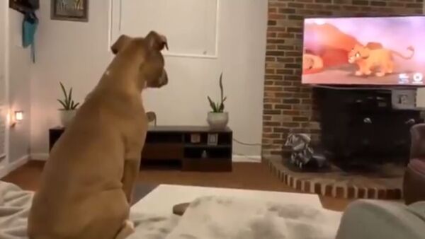 Dog Cries While Watching Lion King Movie - Sputnik International