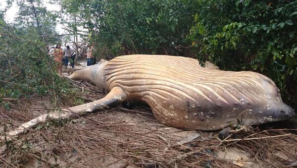 dead whale in found in jungles - Sputnik International