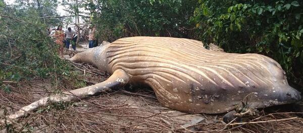 dead whale in found in jungles dead whale in found in jungles - Sputnik International