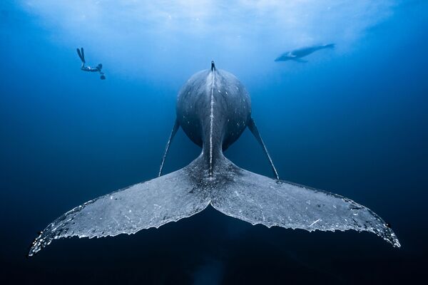 Under the Sea: Underwater Photographer of the Year 2019 - Sputnik International