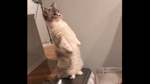 Meer-cat? Munchkin Kitten Demonstrates Peculiar Posture - Sputnik International