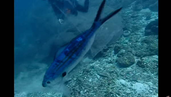 Scuba Diver Rescues Fish Trapped in Plastic Bag - Sputnik International