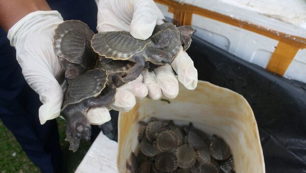 Thousands of Smuggled Rare Turtles Seized by Malaysian Authorities - Sputnik International