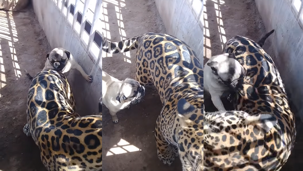 Passive Puss: Jaguar Can’t Be Bothered With Pesky Pug - Sputnik International