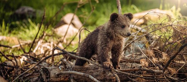 Bear cub - Sputnik International