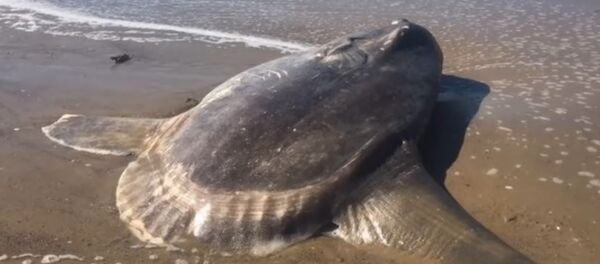 Rare Hoodwinker Sunfish Found on California Beach - Sputnik International