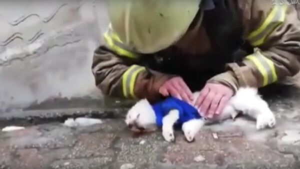 Firefighter gives CPR to a dog after saving dozens in Anhui - Sputnik International