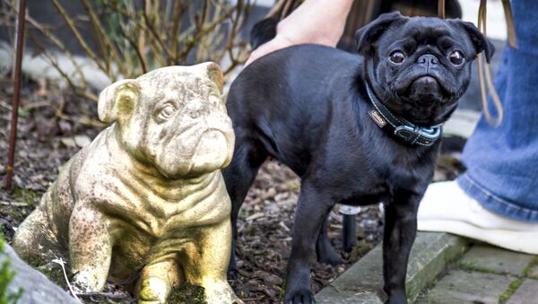 In this Wednesday, Feb. 27, 2019 photo pug dog Edda is pictured in Duesseldorf, Germany. Officials in Germany are defending their decision to seize an indebted family's pet pug and sell it on eBay, saying the move was a last resort because authorities were unable to find anything else to take. - Sputnik International