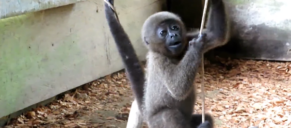 Second Chance: Baby Woolly Monkey Rescued From Black Market - Sputnik International