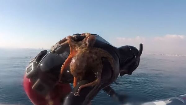 Octopus Clinges to Italian Diver's Back - Sputnik International