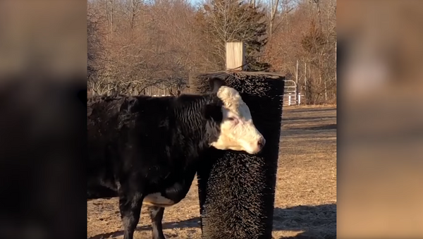 ‘You’re Next!’ Cheerful Cows Delight in Sharing Scratching Post - Sputnik International