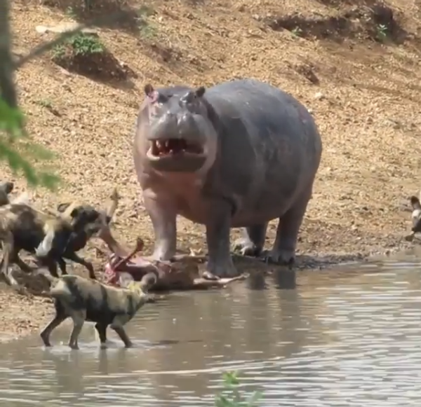 Drug Lord Pablo Escobar's Pet Hippos Bringing Diversity back to Colombia’s Ecosystem Claims Study - Sputnik International