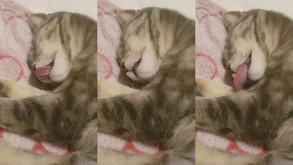 Sweet Dreams: Sleeping Kitten Has Ice Cream on Her Mind - Sputnik International