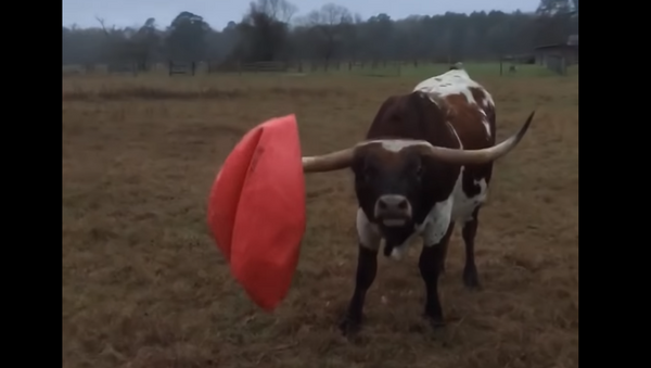 Texas Longhorn Loses Favorite Ball to Barbed Wire Fence - Sputnik International