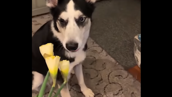Dogs React With Hate to Miserable Flower Bouquets - Sputnik International