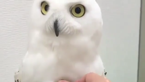 White Owl - Sputnik International