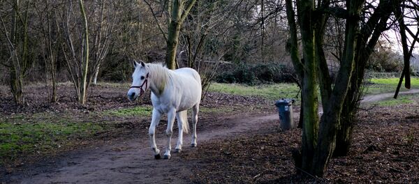 Arabian mare Jenny in Frankfurt, Germany - Sputnik International