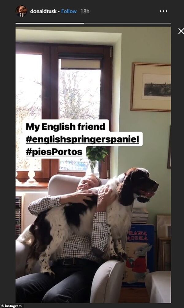 Donald Tusk posted an Instagram story showing his dog, which he pointedly referred to as his English friend Donald Tusk posted an Instagram story showing his dog, which he pointedly referred to as his English friend - Sputnik International