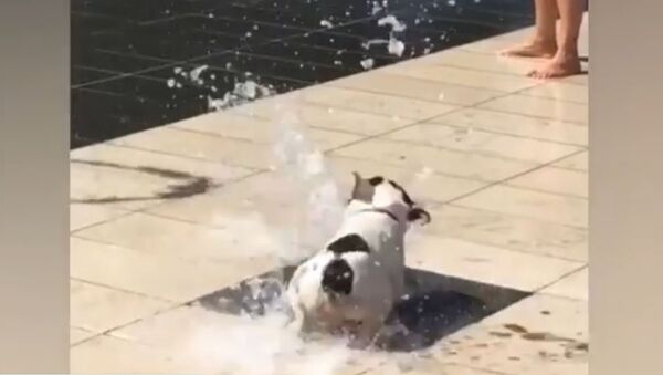 Pug is Amazed by Dry Fountain - Sputnik International