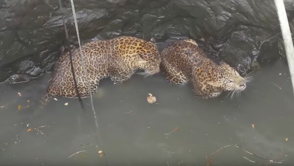 Rescuers haul leopards from bottom of deep well in India - Sputnik International