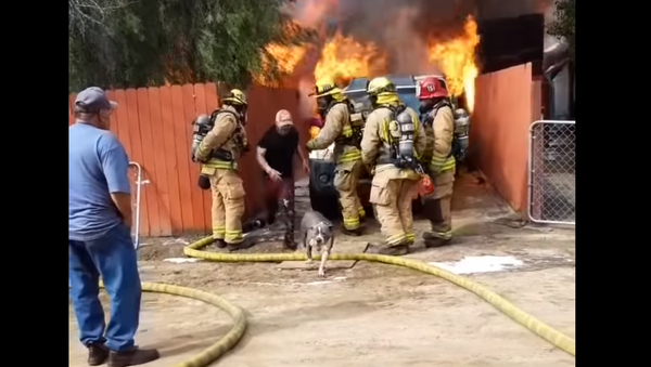 US Man Defies Firefighters, Runs Into Burning Home to Rescue Family Pit Bull - Sputnik International