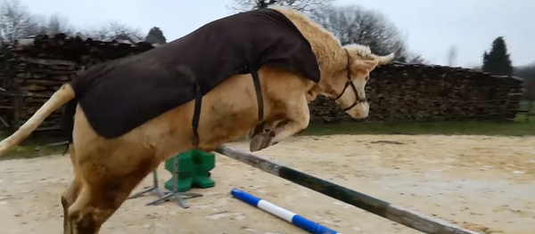 Bull in Show: Brilliant Bovine Shows Off Horse-like Hops - Sputnik International
