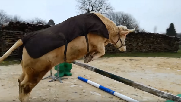 Bull in Show: Brilliant Bovine Shows Off Horse-like Hops - Sputnik International
