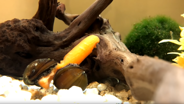 Snail Sisters Share Baby Carrot in Epic Snacking Session - Sputnik International