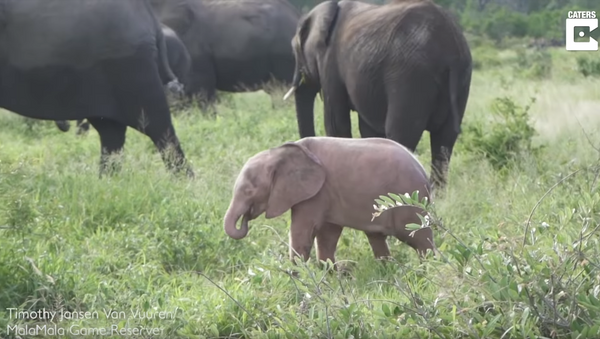 Naturally Pink Elephant Spotted in South African National Park - Sputnik International