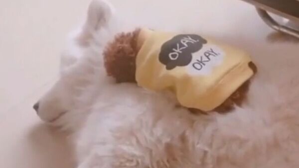 Two Dogs Snuggle - Sputnik International