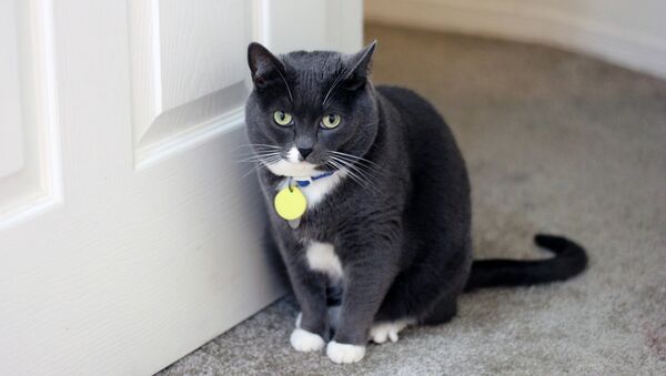 A cat standing next to a door - Sputnik International
