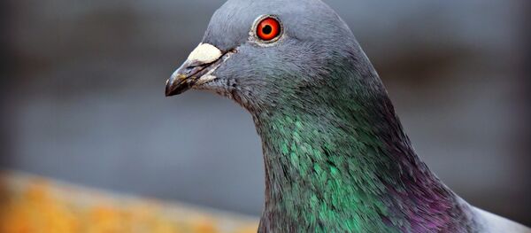 Pigeon - Sputnik International