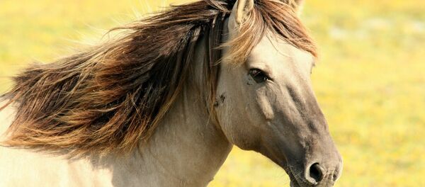 Horse - Sputnik International