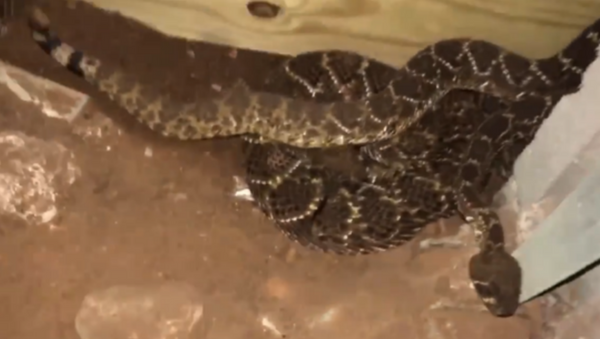 Snakes found under home in Texas - Sputnik International