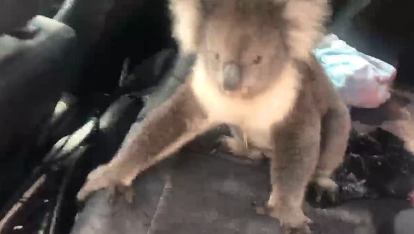 Koala in a car - Sputnik International
