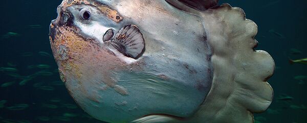 An ocean sunfish in Nordsøen Oceanarium, Hirtshals, Denmark An ocean sunfish in Nordsøen Oceanarium, Hirtshals, Denmark - Sputnik International