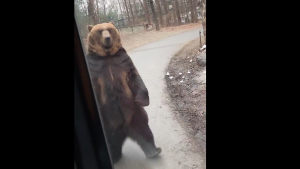 Upright Bear Appears to Mock Humans at South Korean Park - Sputnik International