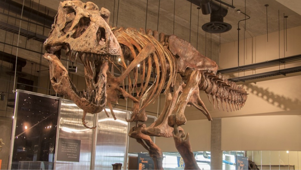 World’s Biggest T-Rex Unearthed in Canada - Sputnik International