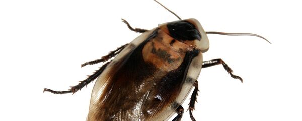 Cockroach Cockroach - Sputnik International