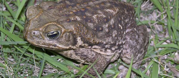 Bufo toads - Sputnik International