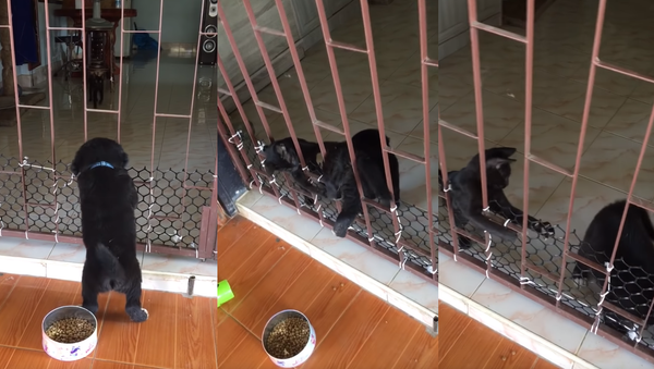 Helpful Feline Lends a Paw to Jailbreaking Pooch - Sputnik International