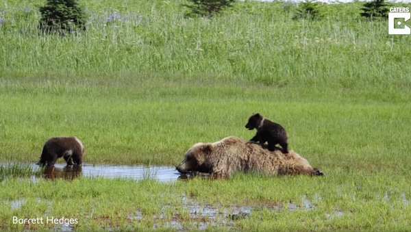 Mama Bear Tries to Nap While Cub Plays on Her Back - Sputnik International